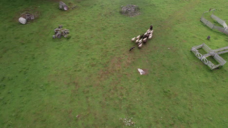 Aerial-View-of-a-Dog-Herding-Sheep,-A-Group-of-Sheep-Following-the-Shepherd,-Sheepdog-Trial,-Finland,-Scandinavia