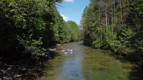 disparo de drones sobre un arroyo en un bosque