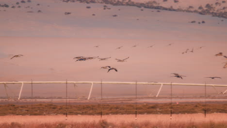 Grupo-De-Grullas-Canadienses-Volando-Sobre-Un-Campo-Agrícola-Nevado-En-Cámara-Lenta