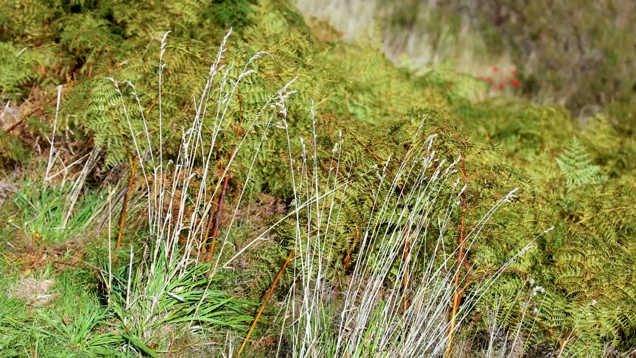 Tall grass and ferns sway in sunlight, gentle wind movement, natural outdoor setting, static camera