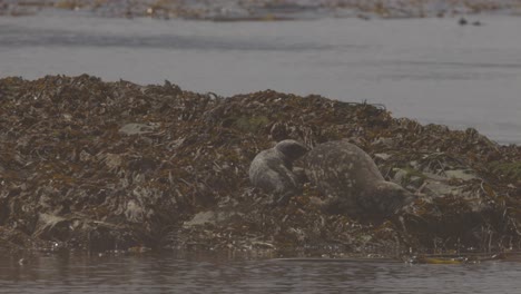 Mom-and-baby-harbour-seals-resting-on-rocks-with-kelp-in-ocean