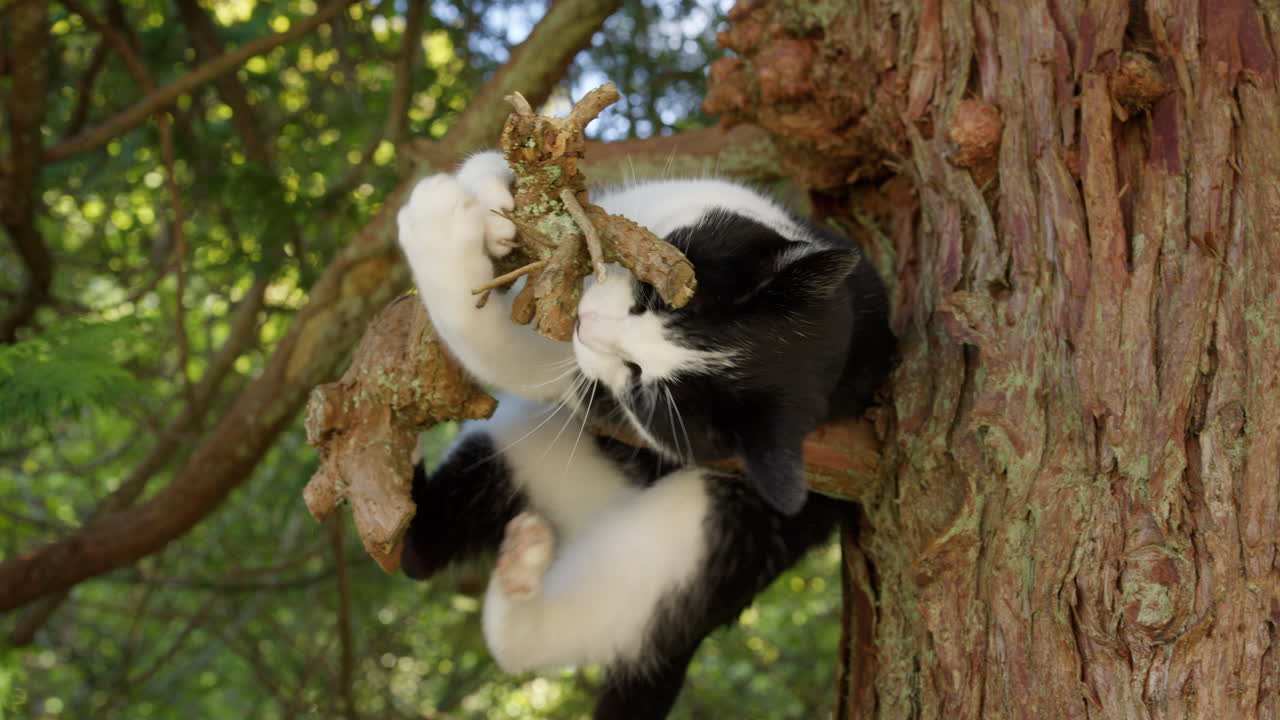 Playful pet cat climbing tree outside