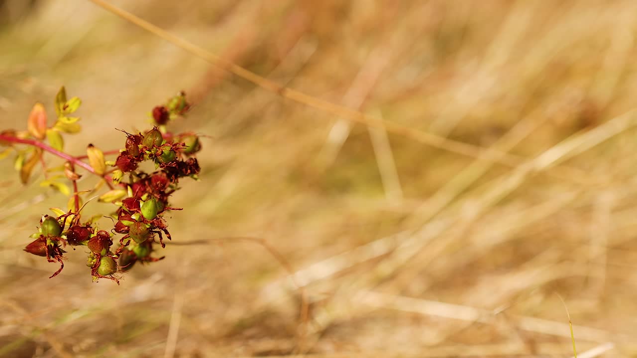 에딘버러에 있는 hypericum perforatum의 클로즈업