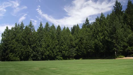 open park space surrounded by evergreen trees in washington state