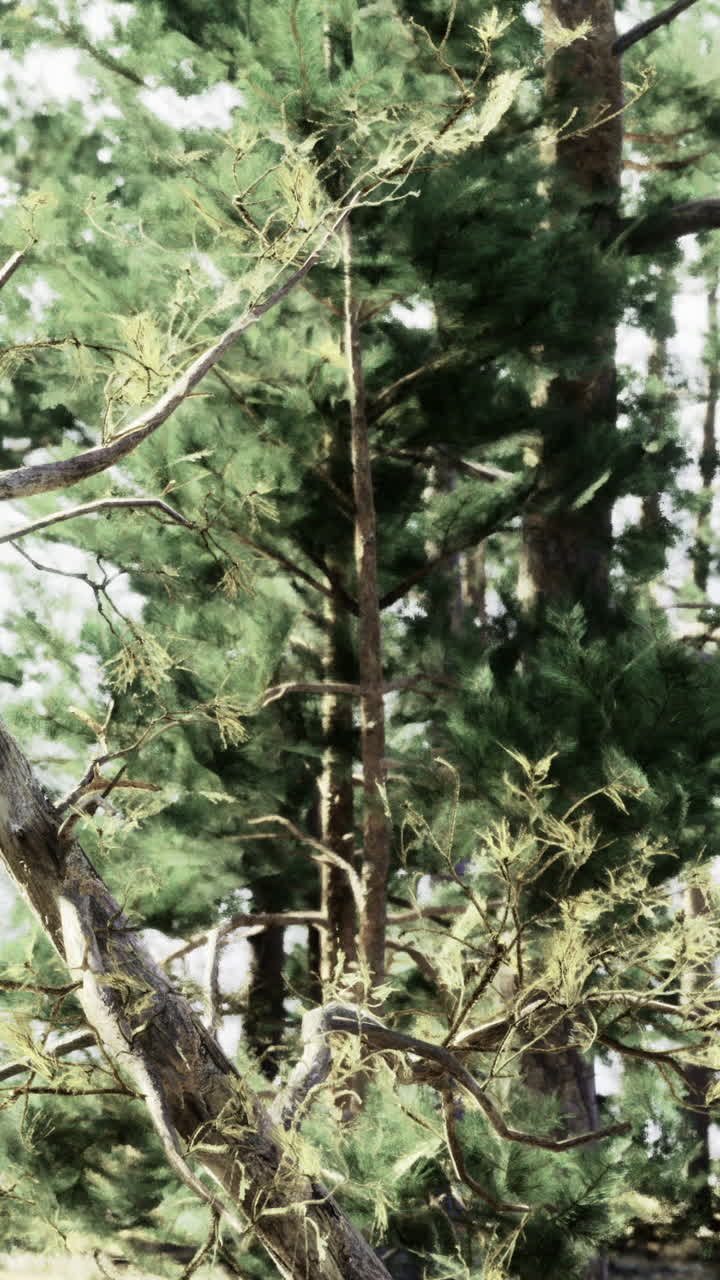 Alberi verdi e rami in una foresta di giorno