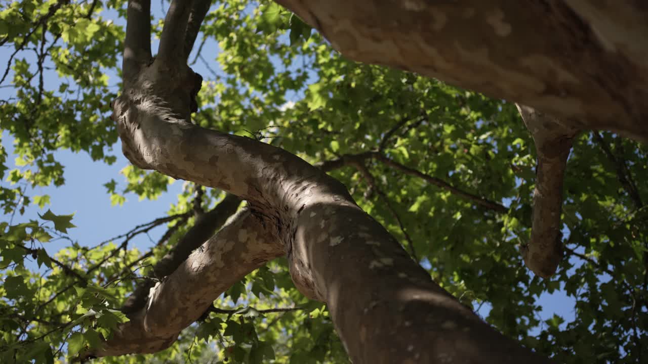 Close up view of tree branches and leaves against a blue sky
