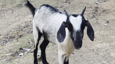 young goat in a field