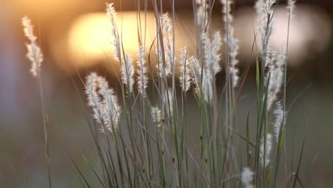 isolated thick fuzzy stalks of wild grass that have the heads back-lit by a glowing sunset spot in the top left of the frame