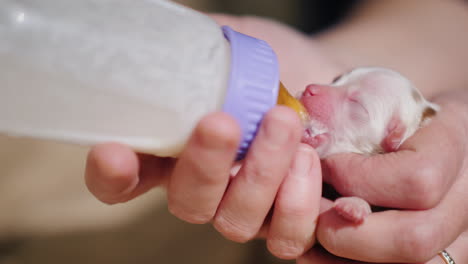 mujer alimenta leche a un cachorro recién nacido de la botella 04