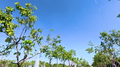 방의 라마 ix 공원에서 은 푸른 하늘 아래 나무가 부드럽게 흔들립니다. 밝은 낮빛은 활기찬 초록색 잎자루를 향상시니다.
