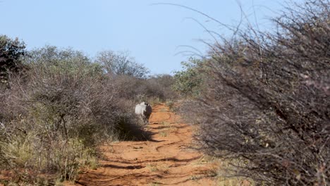 Vista-Lejana-De-Un-Rinoceronte-Negro-Parado-Bajo-La-Luz-Del-Sol-En-El-Parque-De-La-Meseta-De-Waterberg,-Namibia
