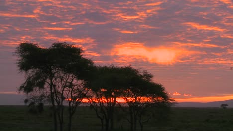 an orange sunset over the plains of africa with acacia tree foreground
