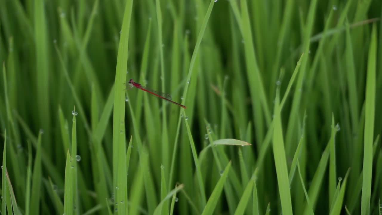 바늘 잠자리 또는 zygoptera는 쌀 비디오의 잎에 damselfly라고도합니다.