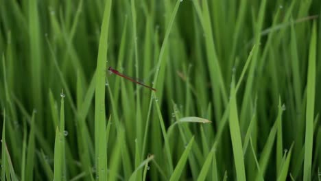 Die-Nadellibelle-Oder-Zygoptera-Wird-Auf-Den-Blättern-Des-Reisvideos-Auch-Damselfly-Genannt