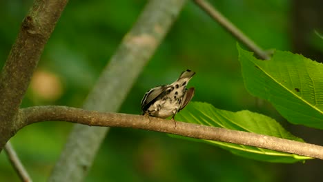 A-black-and-white-warbler-on-a-branch-with-prey,-Quebec,-Canada,-static-medium-shot