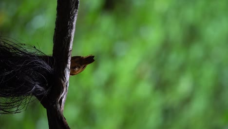 Ein-Javanischer-Schwarzkopf-Babbler-Vogel-Steht-Ruhig-Auf-Einem-Hölzernen-Ast