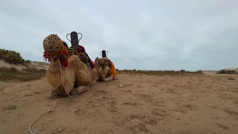 Low-angle-view-of-Two-dromedary-camels-with-muzzle-resting-on-beach-dunes