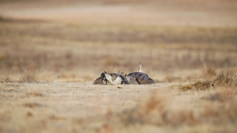 two sharp-tailed grouse dancing on the lek habitat in saskatchewan, canada