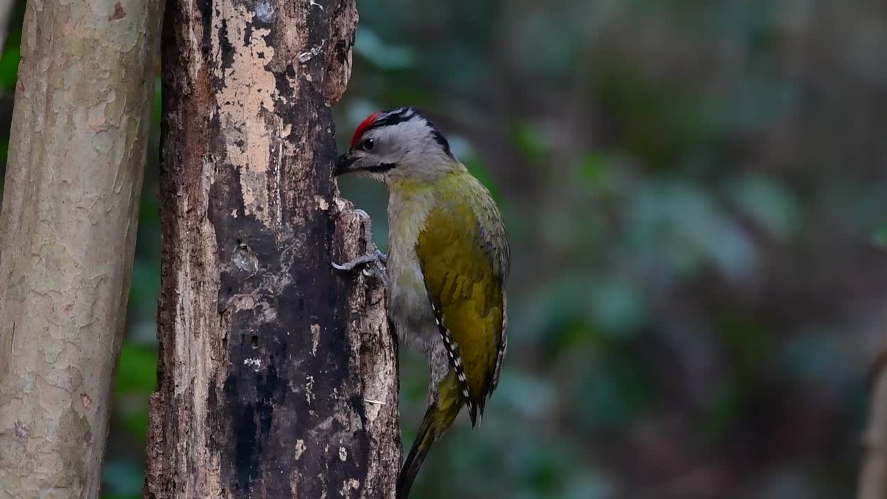 el pájaro carpintero de cabeza gris también se llama pájaro carpintero de cara gris se encuentra en muchos parques nacionales en tailandia y es muy particular en la elección de su hábitat para que prospere