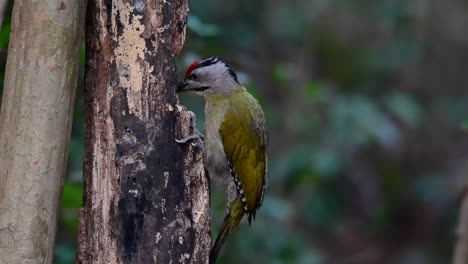 The-Grey-headed-Woodpecker-is-also-called-the-Grey-faced-woodpecker-is-found-in-a-lot-of-national-parks-in-Thailand-and-it-is-very-particular-in-choosing-its-habitat-in-order-for-it-to-thrive