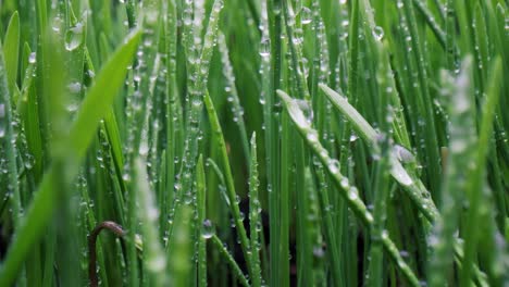 green grass close-up super macro shooting.