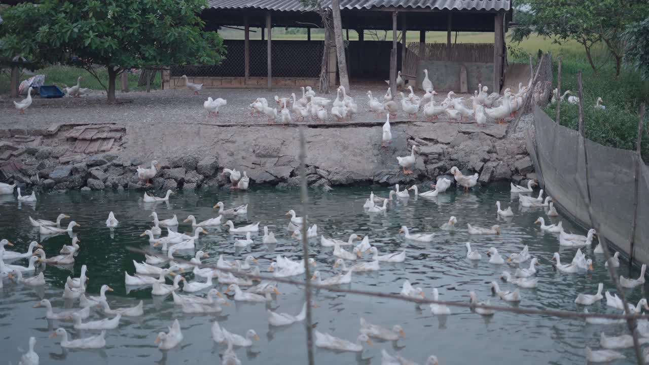 Ducks in a Farm Pond