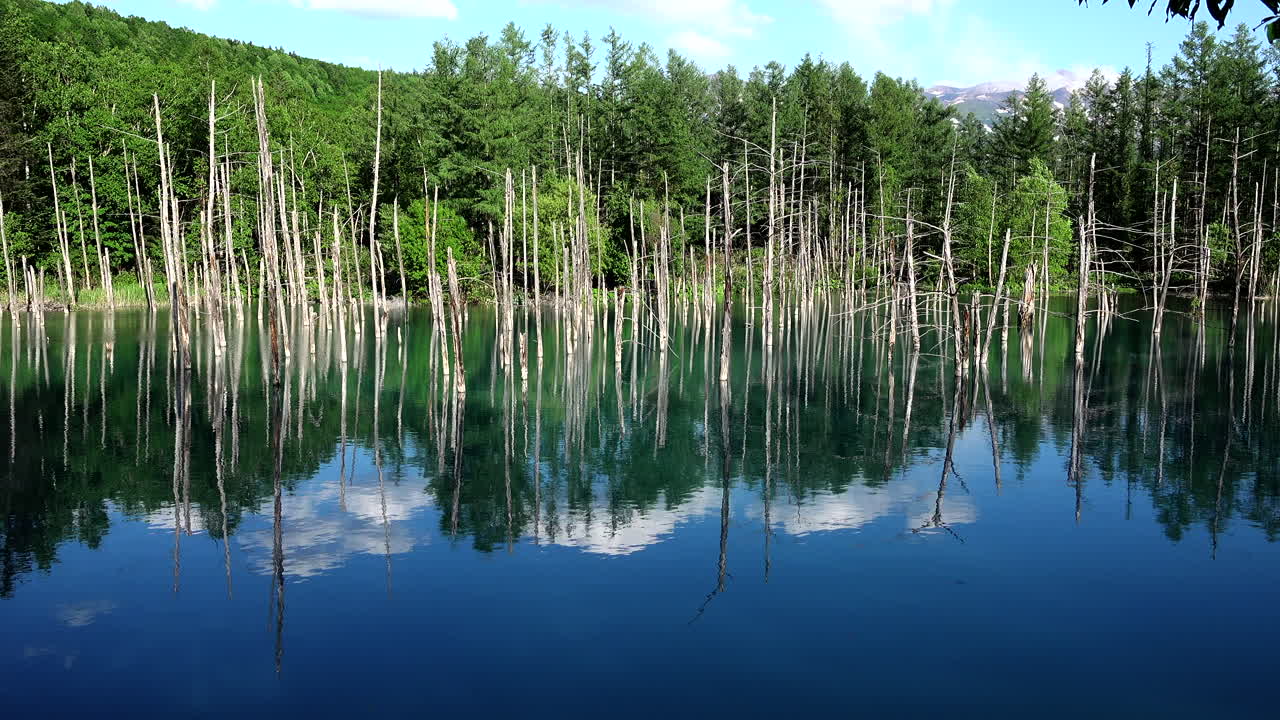 Blue pond  Hokkaido Shirogane Japan with the reflection of the trees in the water and a beautiful blue sky with white clouds a wonderful and nature relaxing landscape