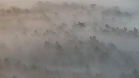 Misty Forest Landscape