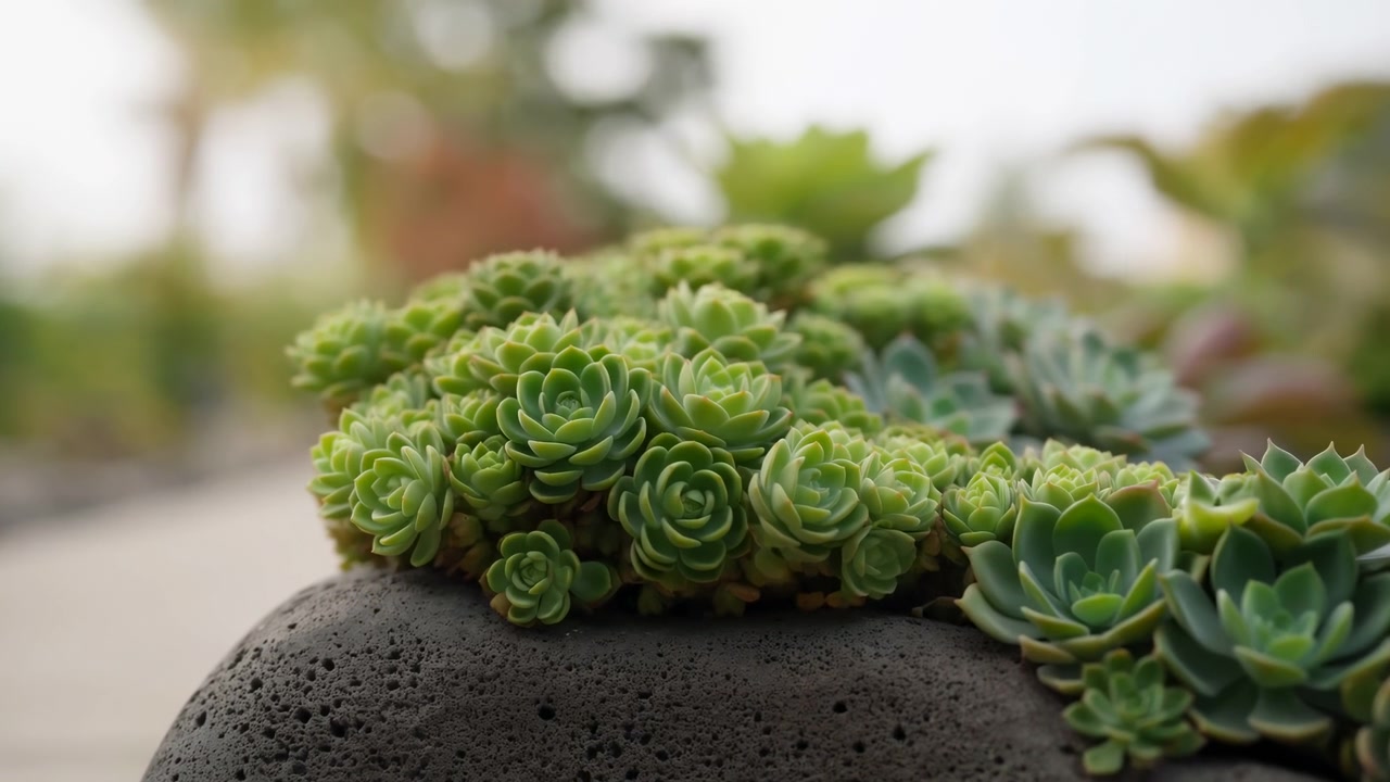 Densi rosoni di succulente verdi poggiano su roccia vulcanica scura e porosa in una morbida luce diurna esterna, con piante da giardino sfocate, cielo luminoso, bokeh morbido, toni freschi e una texture organica e calma.