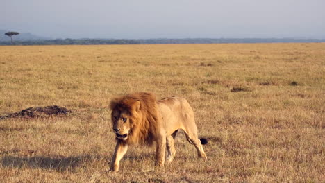injured lion walking slowly across the savanna, showing exhaustion after a recent battle