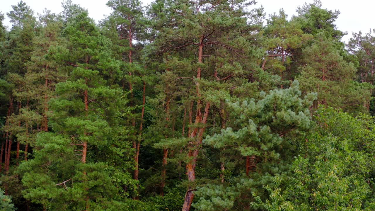 Tall pine trees in woodland. Beautiful green nature. Peaceful atmosphere in summer wood. Camera moves to the right.