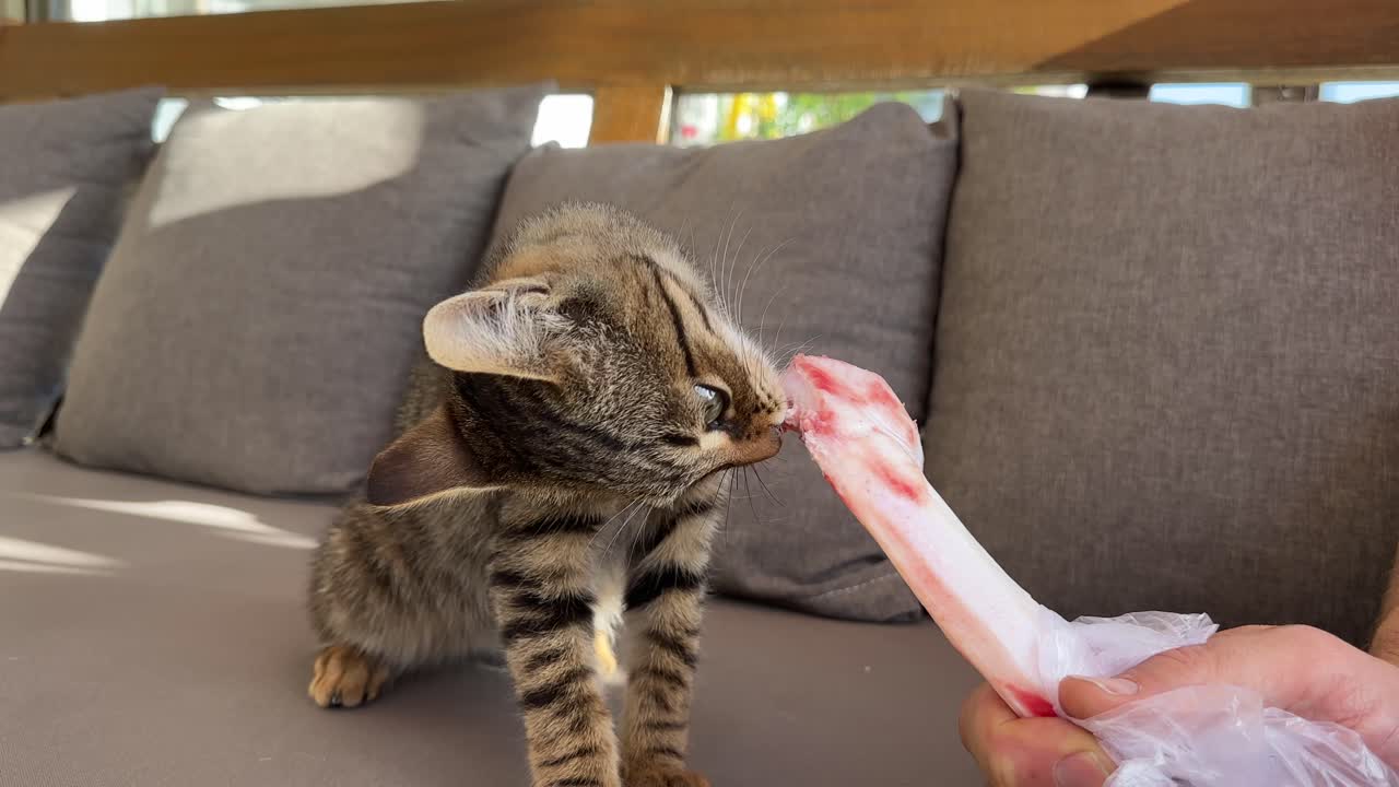 A lady is holding a raw bone and a stray kitten biting it desirous at an outdoor cafe on a comfortable couch on a sunny day.Close up.