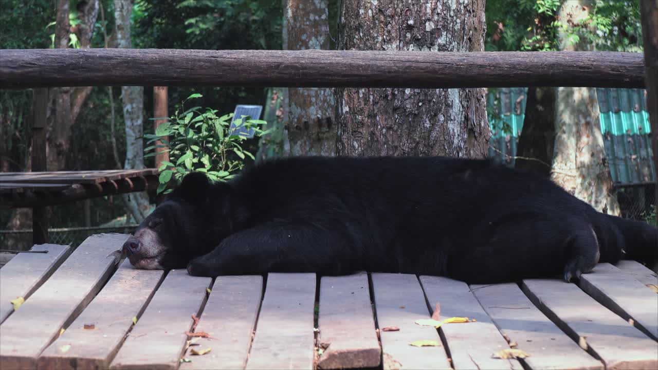 Asian black bear sleeping peacufully in bear sanctuary