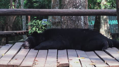 asian black bear sleeping peacufully in bear sanctuary