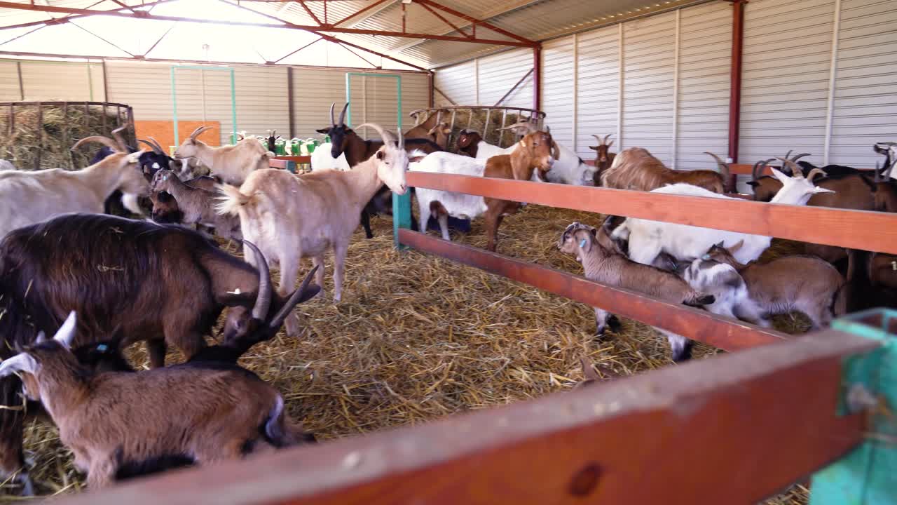 Goats of mixed breeds, adults and kids, roam enclosure at Hungarian goat farm, panning view.