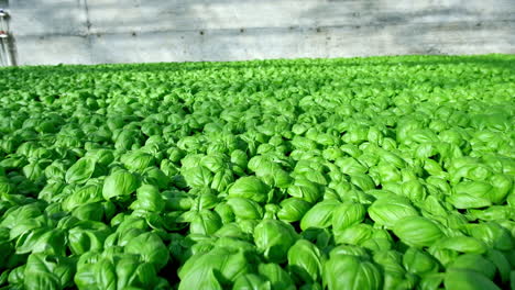 Nutritious-green-basil-plants-Ocimum-basilicum-growing-densely-in-greenhouse