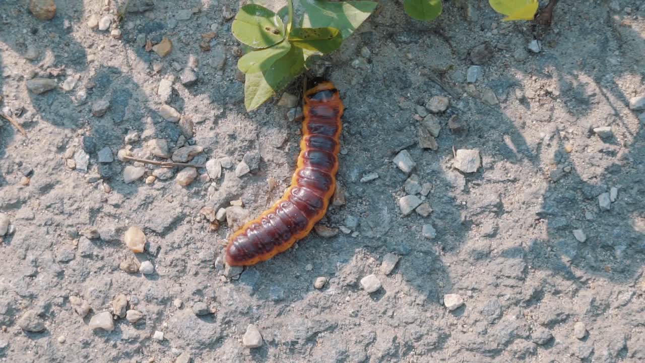 larva arrastrándose de una polilla de cabra hacia el follaje durante el verano