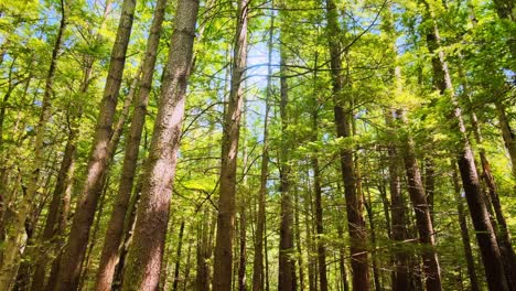 An-Einem-Sonnigen-Sommertag-Sanft-Durch-Einen-Hohen,-Wunderschönen-Kiefernwald-In-Den-Appalachen-Gleiten