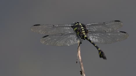 the common flangetail dragonfly is commonly seen in thailand and asia