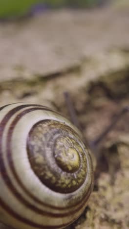 Vertikales-Video-Nahaufnahme-Schnecke-Gestreifte-Muschelrinde-Baum-UK-Wald-1