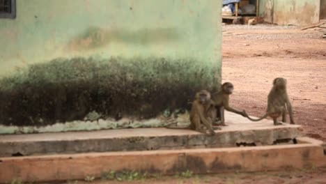 group of 3 infant baboons hanging out on the street corner in ghana, west arica.