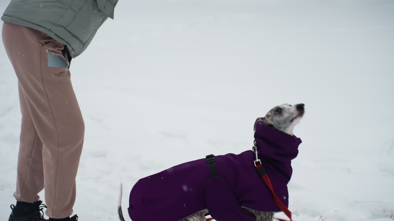 Dog in purple coat sits calmly on snowy ground, gazing up at person in winter clothes, suggesting obedience, focus, and outdoor winter training during cold day surrounded by peaceful snowy landscape