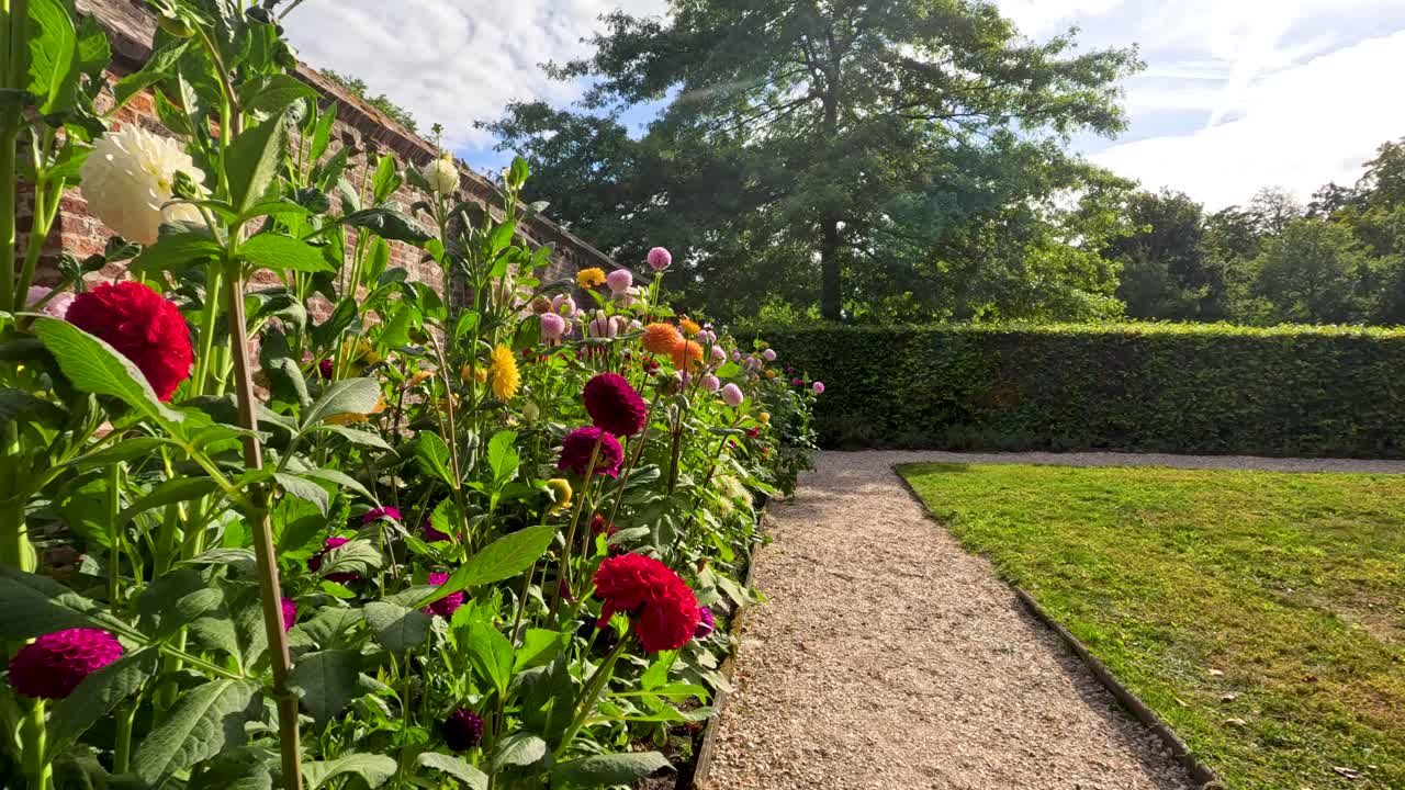 Camera glides beside vibrant dahlia flowers along a gravel path in a sunlit botanical garden