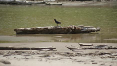 witness the elegant variable oystercatcher patiently waiting on a weathered log, a tranquil moment in its coastal sanctuary