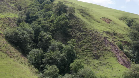 Aerial---cows-grazing-on-green-hills,-Tafi-del-Valle,-Argentina,-wide-approach