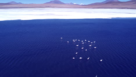 Stunning-deep-blue-water-by-salt-flats-with-flamingo-flock,-aerial-overview