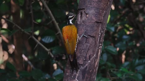 picando la corteza mientras está frente al agujero en el que se alimenta, flameback dinopium javanense común, hembra, tailandia