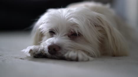 small white creme colored dog morkie maltese yorkshire mix falling asleep laying down