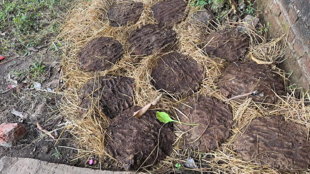 Cow dung cakes (gobar ke uple) arranged on straw dry in the open during a tracking shot, showing their round textured shapes and earthy traditional preparation style