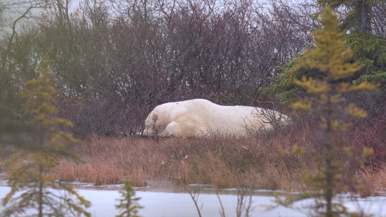 un oso polar espera que el invierno se congele entre los matorrales subárticos cayendo nieve de churchill, manitoba